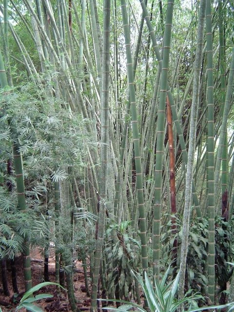 Guadua bamboo culms growing in a dense stand